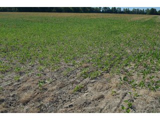 Property photo 9 - 108 +/- Acres Offered in 2 Tracts - Land Auction